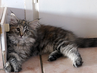 Kanaga, 12 weeks old