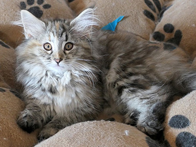 Kanaga, 12 weeks old