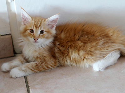 Karlsson, 12 weeks old