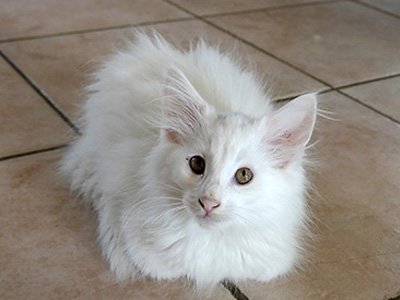 Kichatna, 12 weeks old