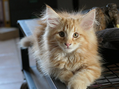 Koniag, 12 weeks old