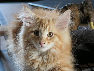 Koniag, 12 weeks old
