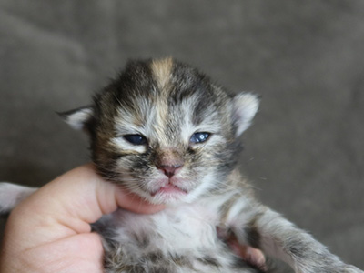 Kanaga, 9 jours