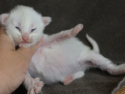 Kita, 9 jours