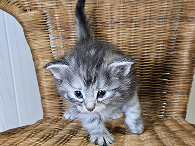 Lua, 4 weeks old