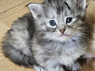 Lua, 4 weeks old