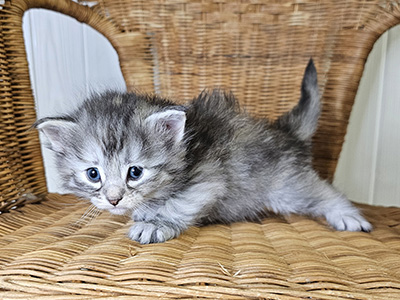 Lua, 4 weeks old