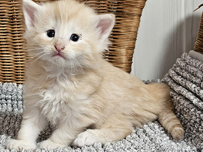 Lumière, 4 weeks old
