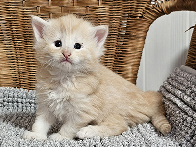 Lumière 4 weeks old