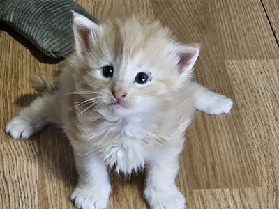 Lumière, 4 weeks old