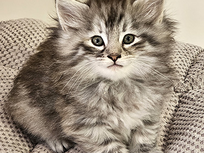 Lua, 6 and a half weeks old