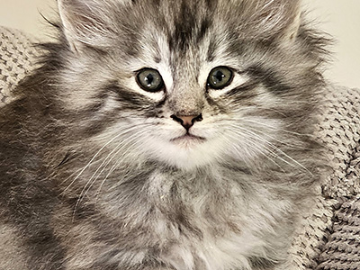 Lua, 6 and a half weeks old