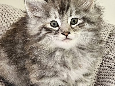 Lua, 6 and a half weeks old