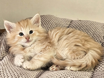 Lumière, 6 and a half weeks old