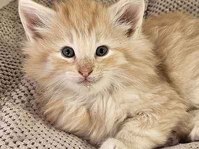 Lumière, 6 and a half weeks old