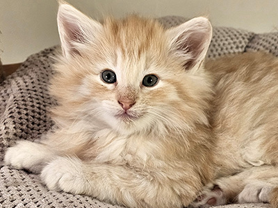 Lumière, 6 and a half weeks old