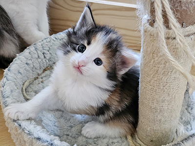 Miu Miu, 1 mois