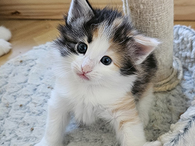 Miu Miu, 1 mois