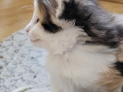 Miu Miu, 1 mois