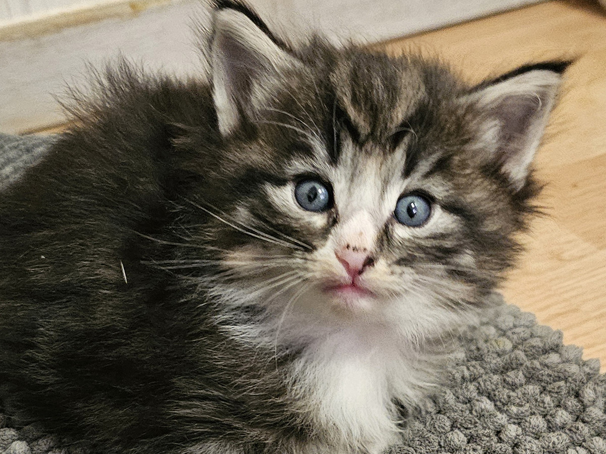 Malefique, 4 weeks old