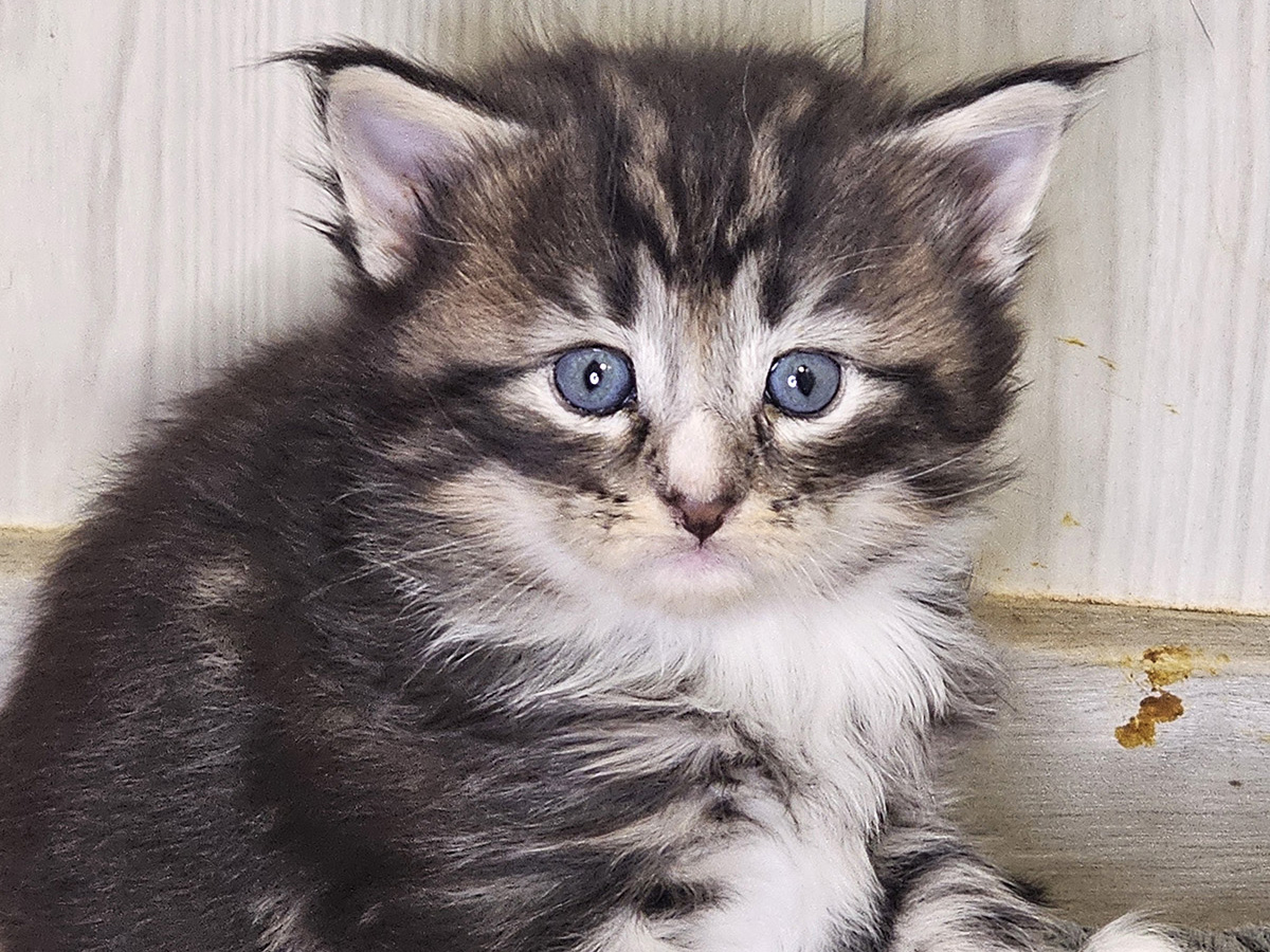 Matilda, 4 weeks old