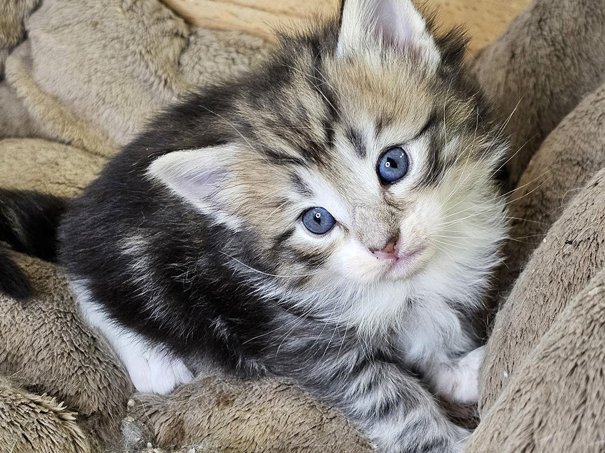 Memphis Belle, 4 weeks old