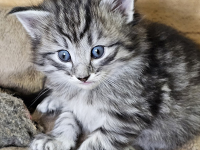 Mandragore, 4 weeks old