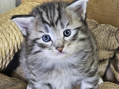 Mojave, 4 weeks old