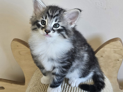 Negapi, 5 weeks old
