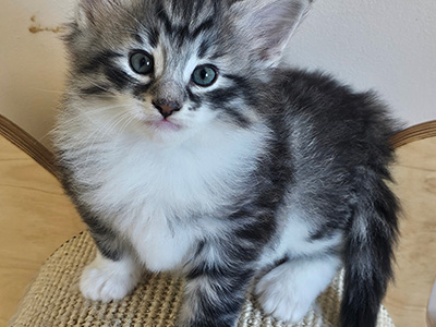 Negapi, 5 weeks old