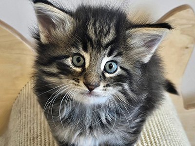 Noctali, 5 weeks old