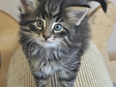 Noctali, 5 weeks old