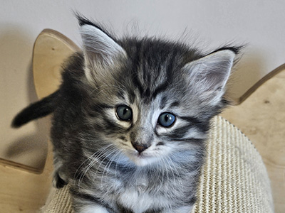 Nymphali, 5 weeks old