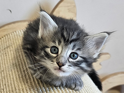 Nymphali, 5 weeks old