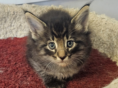 Nerris, 5 weeks old