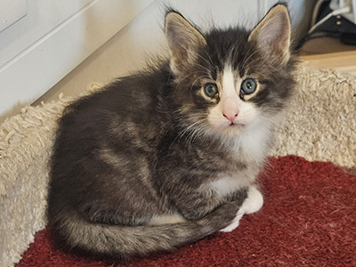 Niels, 5 weeks old