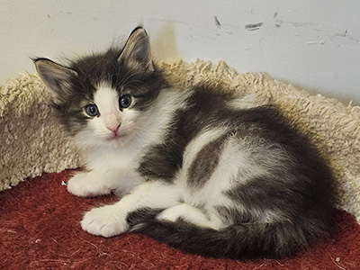 Nora, 5 weeks old