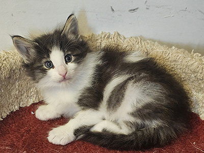 Nora, 5 weeks old