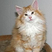 Nabucco