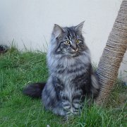Ostara
