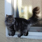 Ostara