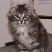 Othilia
