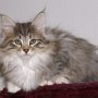 Obiwan, 10 weeks