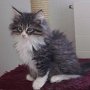 Obladi Oblada, 10 weeks