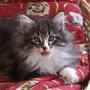 Olisbos, 10 weeks