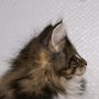 Olisbos, 10 weeks