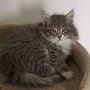 Olivia, 10 weeks