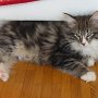 Olisbos, 12 weeks