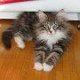 Olisbos, 12 weeks