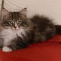 Olisbos, 12 weeks